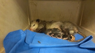 image of Opossum with Babies